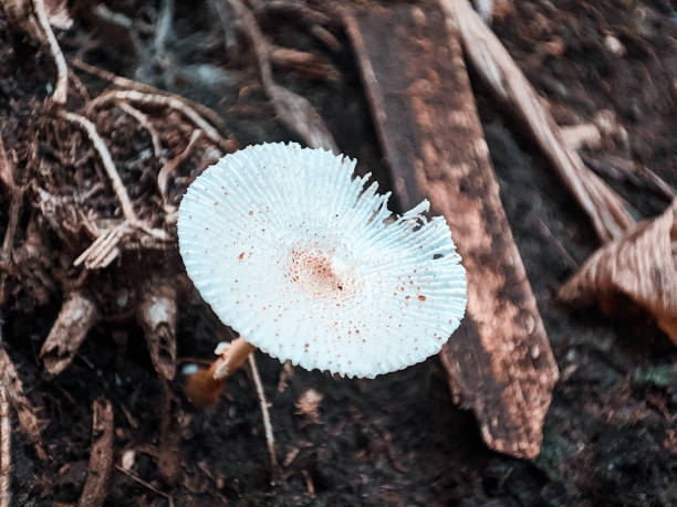 Leucocoprinus Fragilissimus mushrooms are white and have a small size and are easily fragile