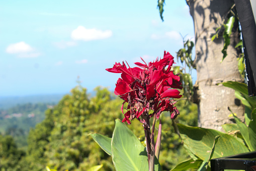 Close up of red flowers and fern like leaves on royal poinciana tree, Delonix regia.