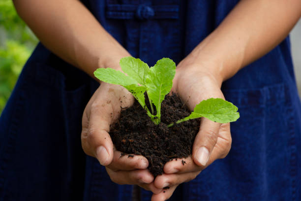istock Women's hand, holding with small plant. 1903545733