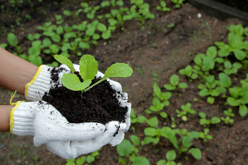 Planter's hand wearing white gloves is holding a small plant and vegetable plot background.