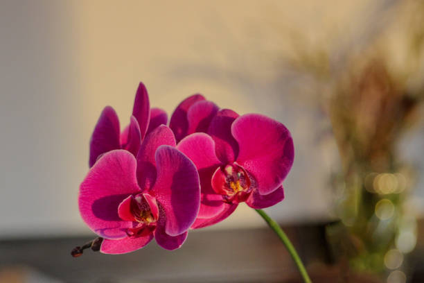 Purple Phalaenopsis illuminated by sunset Creating a beautiful scene