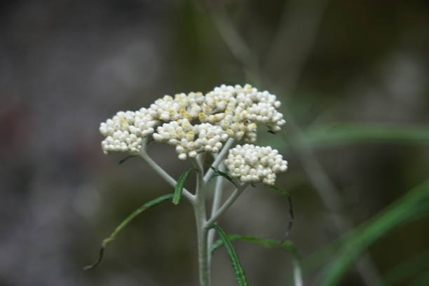 istock Anaphalis javanica (Javanese edelweiss, Gnaphalium javanicum, senduro, never wilts, eternal flower). It is called the flower of immortality because this flower can survive for approximately 100 years 1903555487
