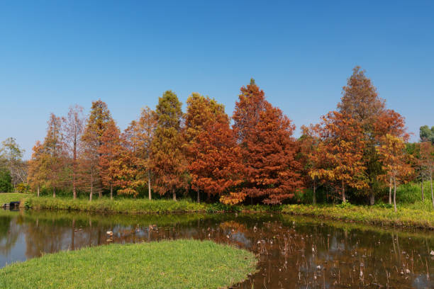 Larix laricina, commonly known as the tamarack, hackmatack, eastern, black, red or American larch in Hong Kong Wetland Park in autumn season - foto de stock