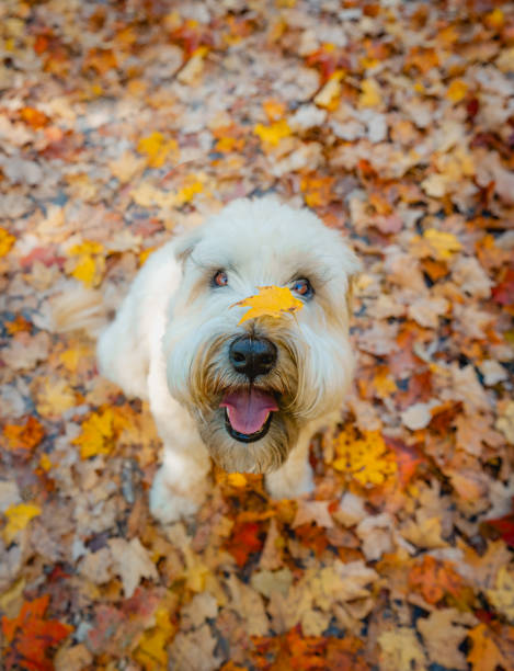 Cute fluffy dog looking up from leaf covered ground on autumn day. in Kingston, Ontario, Canada