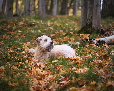 Wheaten terrier dog laying in leaf covered woods on autumn day. in Kingston, Ontario, Canada