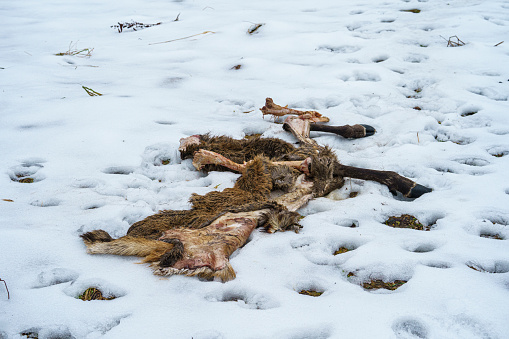 Deer body remains left behind by wolves and other predators in snow