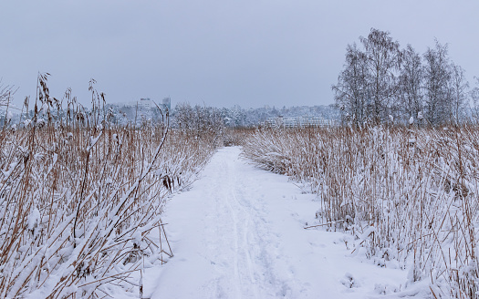 Winter road through the snow-covered meadow and trees in Sarvvik, Uusimaa, Finland