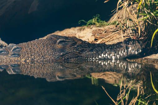 Saltwater crocodile in Hong Kong Wetland Park