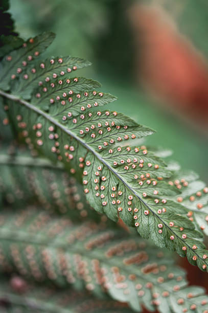 nahaufnahme von sporen auf dem rücken einer farnpflanze im wald. - fern leaf plant close up stock-fotos und bilder