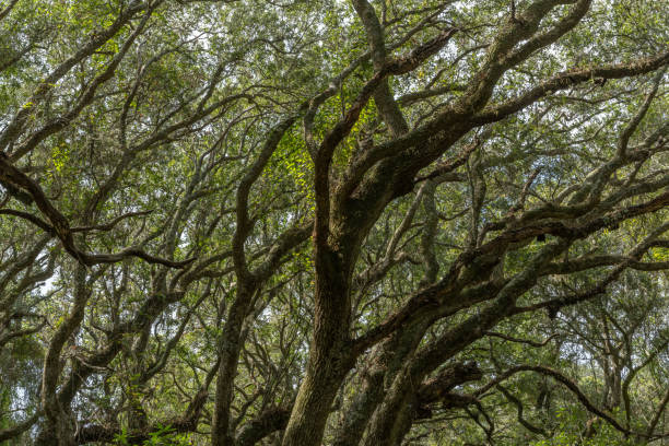 istock Maritime Forest, Cumberland Island, Georgia 1903571260