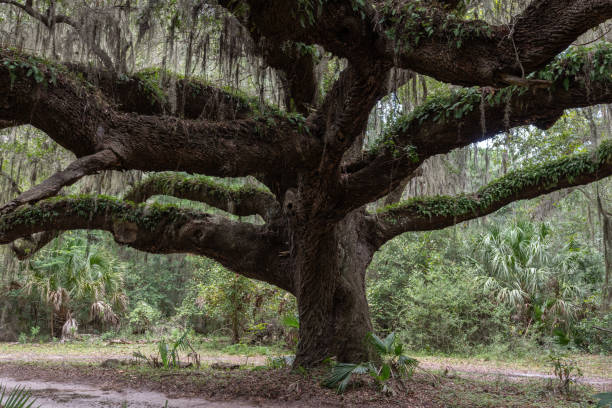 istock Live Oak, Cumberland Island, Georgia 1903571270