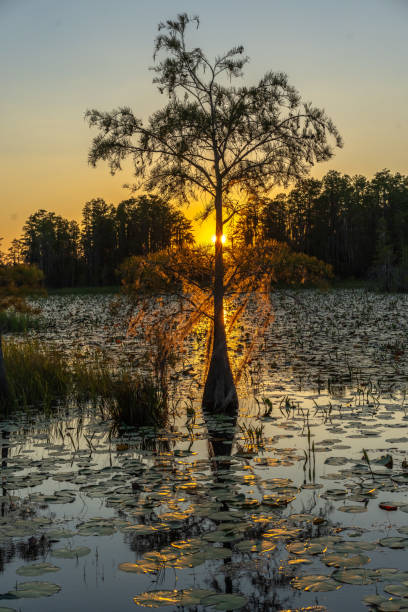 istock Cypress Tree, Okefenokee Swamp, Georgia 1903571278