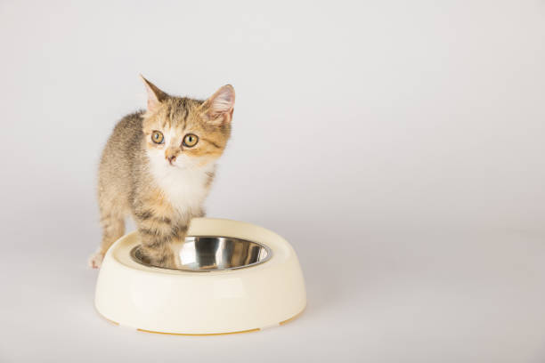 istock Capturing a tabby cat's feeding time an isolated image shows the cat sitting next to a food bowl on the floor eagerly eating. The cat's curious eye and full mouth add to its adorable nature. 1903571825