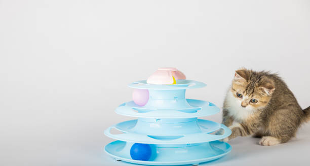 istock In a home setting, a playful orange kitten is engaged with a blue toy pyramid spiral tower. Reaching for colorful balls, this adorable cat's antics make for a charming and interactive pet portrait. 1903571832
