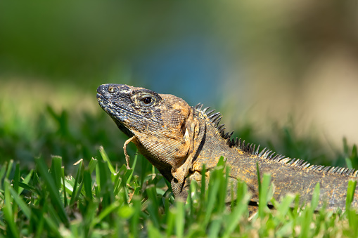 Ctenosaura, or Spiny-tailed iguana, sitting in green grass of the lawn in the garden with skin that peels in sunny day.