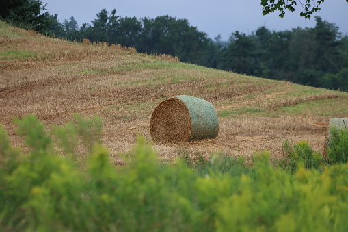 Bails of rolled hay in field