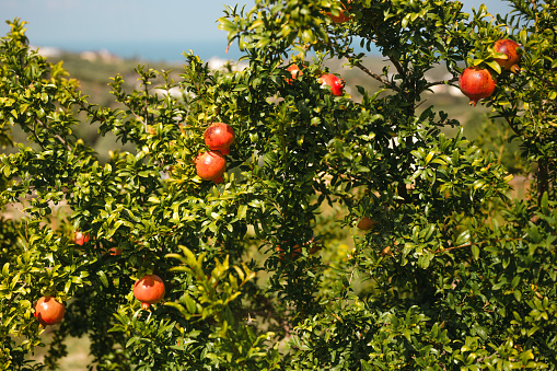 Ripe pomegranate fruit growing in sunshine on tree branches in Chania, Greece