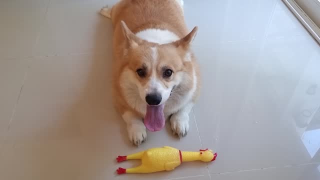 Corgi dog with his toy.