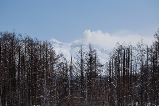 Snowy mountains and larch forest on a sunny winter day