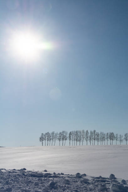 istock Row of trees on a snowy hill on a sunny day 1903625200