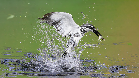 Pied kingfisher emerging  from the water with the fish in its beak