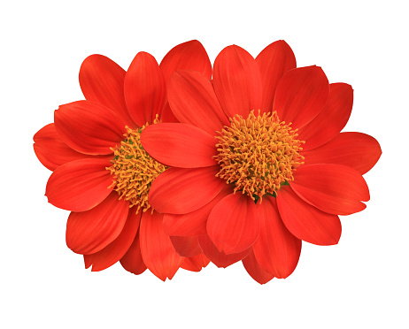 Mexican sunflower or Golden Flower of the Incas flower. Close up red head flowers bouquet isolated on white background.