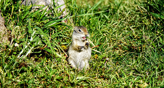 Uinta Ground Squirrel in Yellowstone National Park, Wyoming Montana. Small cute adorable animals. Northwest. Yellowstone is a summer wonderland, to watch the wildlife and natural landscape.