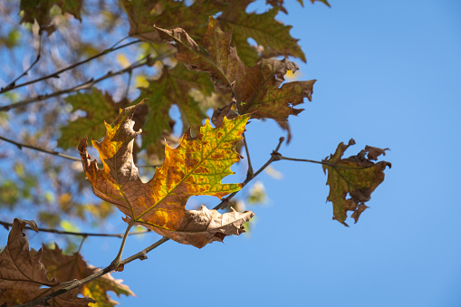 Yellowing plane tree leaves on its branch in autumn. blue sky in the background.