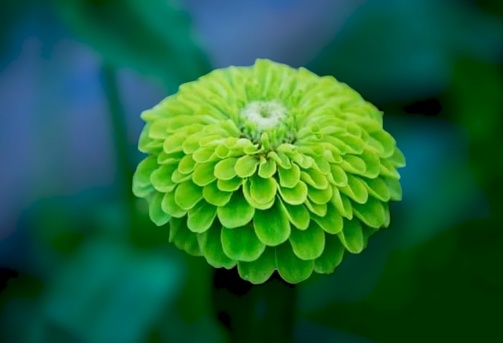 In the picture is a green flower called Zinnia. It has a circular shape with many layers of green petals stacked on top of each other, from large petals to small green petals.