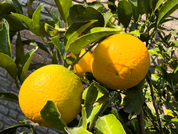istock Oranges with green leaves on tree branch closeup 1903697707