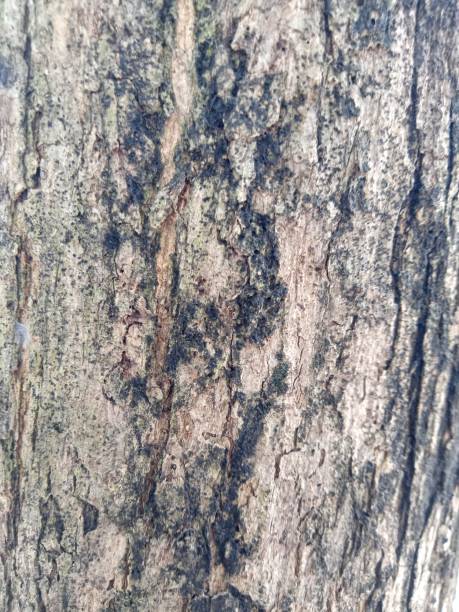 istock Teak bark in the garden during the day 1903707447