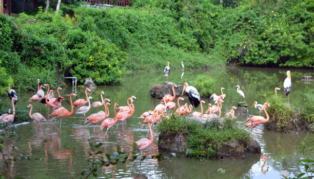 istock flamingo in zoo, nature reserve 1903715720