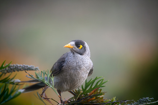 Noisy Miner bird perched on a branch