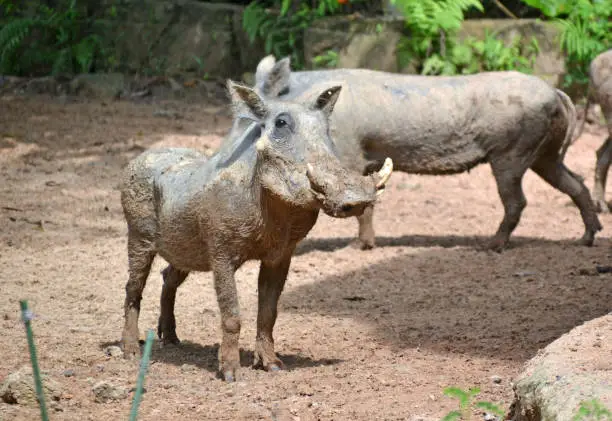 Vietnam, Phu Quoc Island, safari, zoo, wild boar, pig