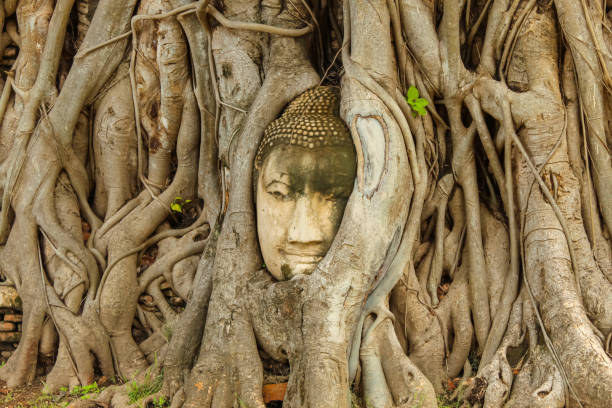 istock Buddha head embedded in a banyan tree at Wat Mahathat 1903754994