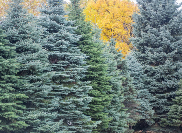 istock A line of beautiful pine trees in early winter. 1903774055