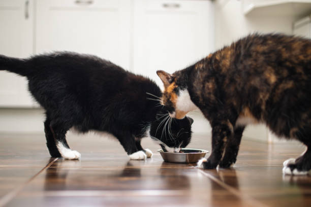 istock Two hungry cat eating from bowl at home 1903800642