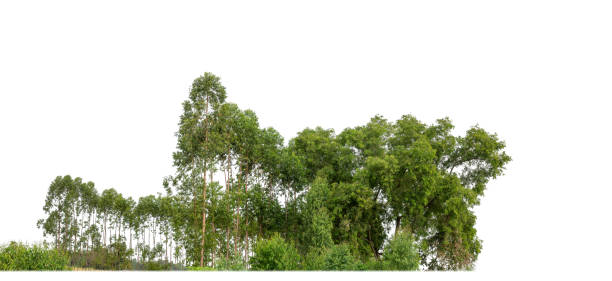 istock A group of rich green trees High resolution on white background. 1903804736