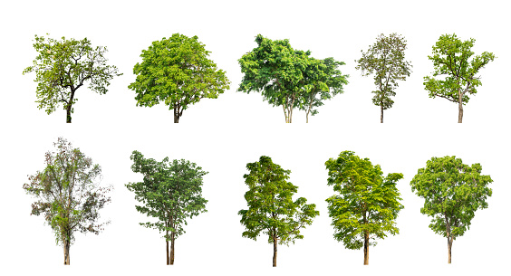 Collection of green trees isolated on white background. for easy selection of designs.