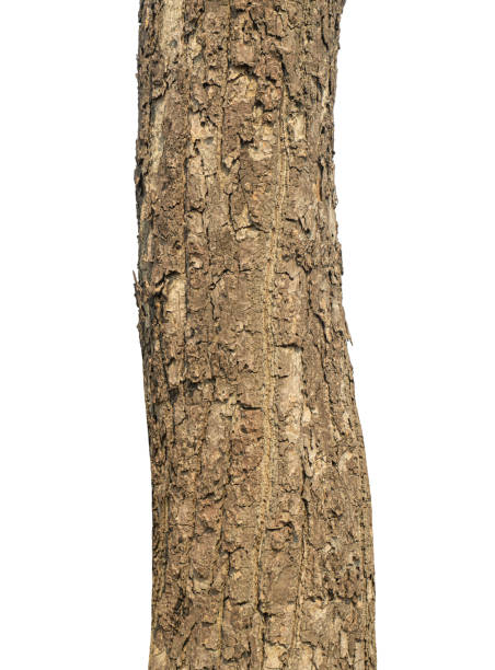 istock Trunk of a tree Isolated On White Background. 1903809856