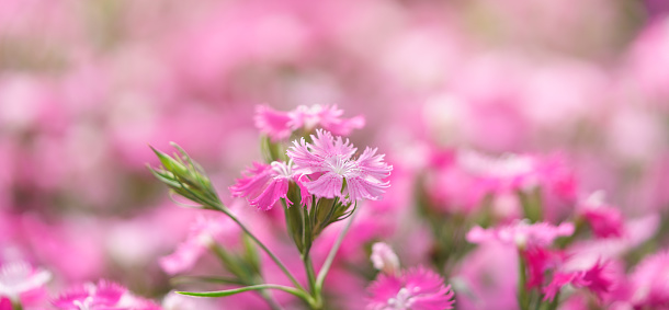 Closeup of pink Dianthus flower under sunlight using as background natural plants landscape, ecology wallpaper cover page concept.