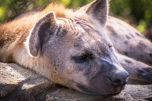 sleepy hyena