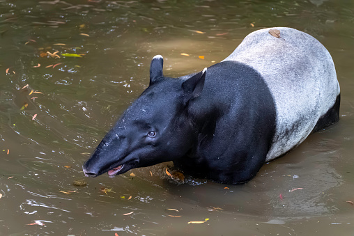 Malayan tapir walking in water