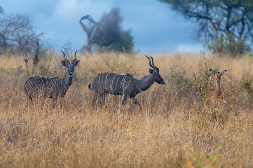 Two males of lesser Kudus with beautiful panorama of the savannah in the plains of the Tarangire National Park plains Vertical view – Tanzania
