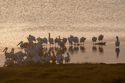 beautiful sunset over Lake Nakuru with a group of pelicans by the lake – Kenya