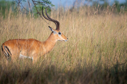 male of impala gazelle in the Serengeti plains - Tanzania