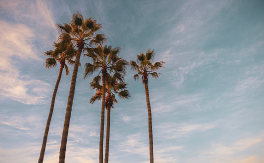Palm trees in San Diego, California