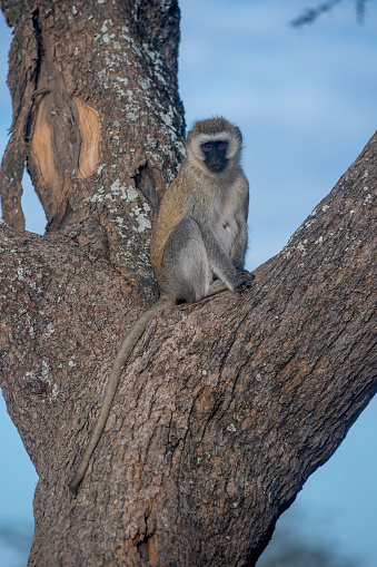a velvet monkey on a tree in the forests of Lake Manyara National Park - Tanzania