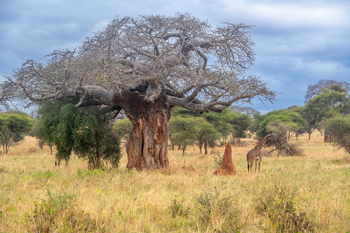 The Baobabs A group of giraffes feeding near large Baobab trees in Tarangire National Park - Tanzania
