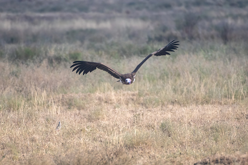 Eagle on hunter's handin desert in Mongolia